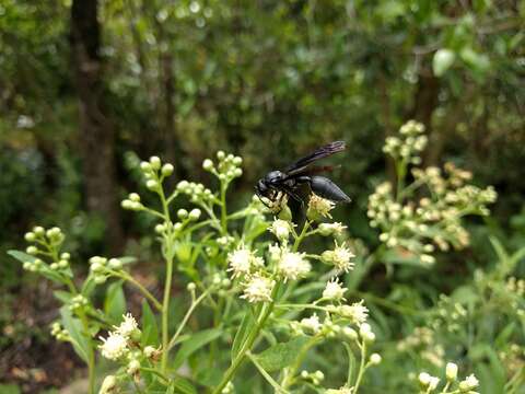 Zethus brasiliensis de Saussure的圖片