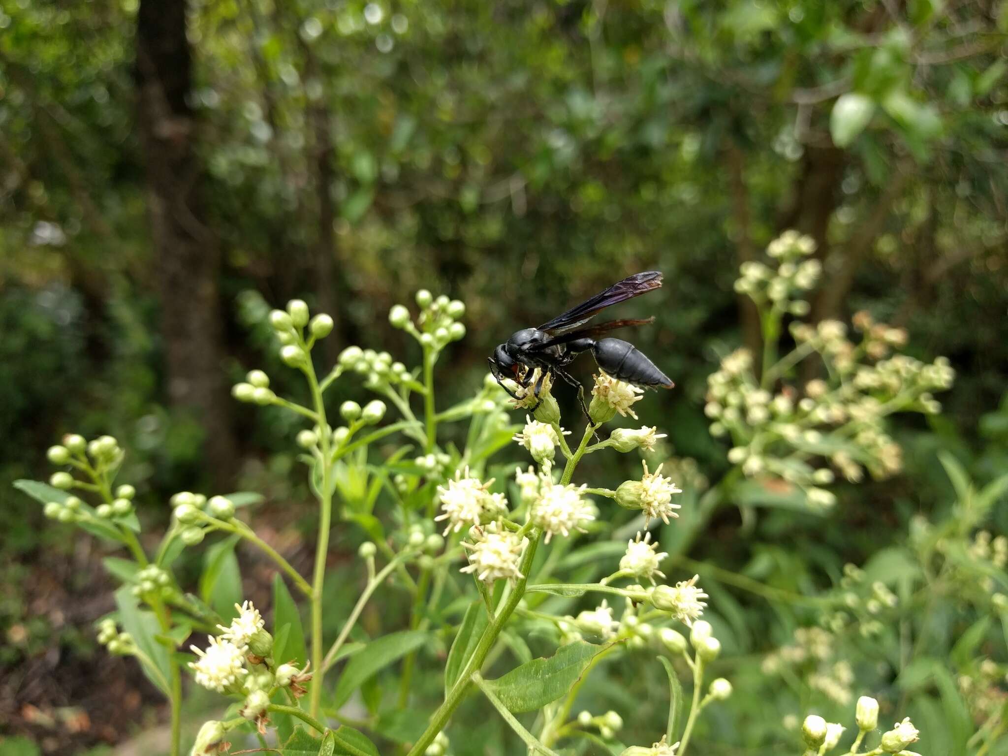 Zethus brasiliensis de Saussure的圖片