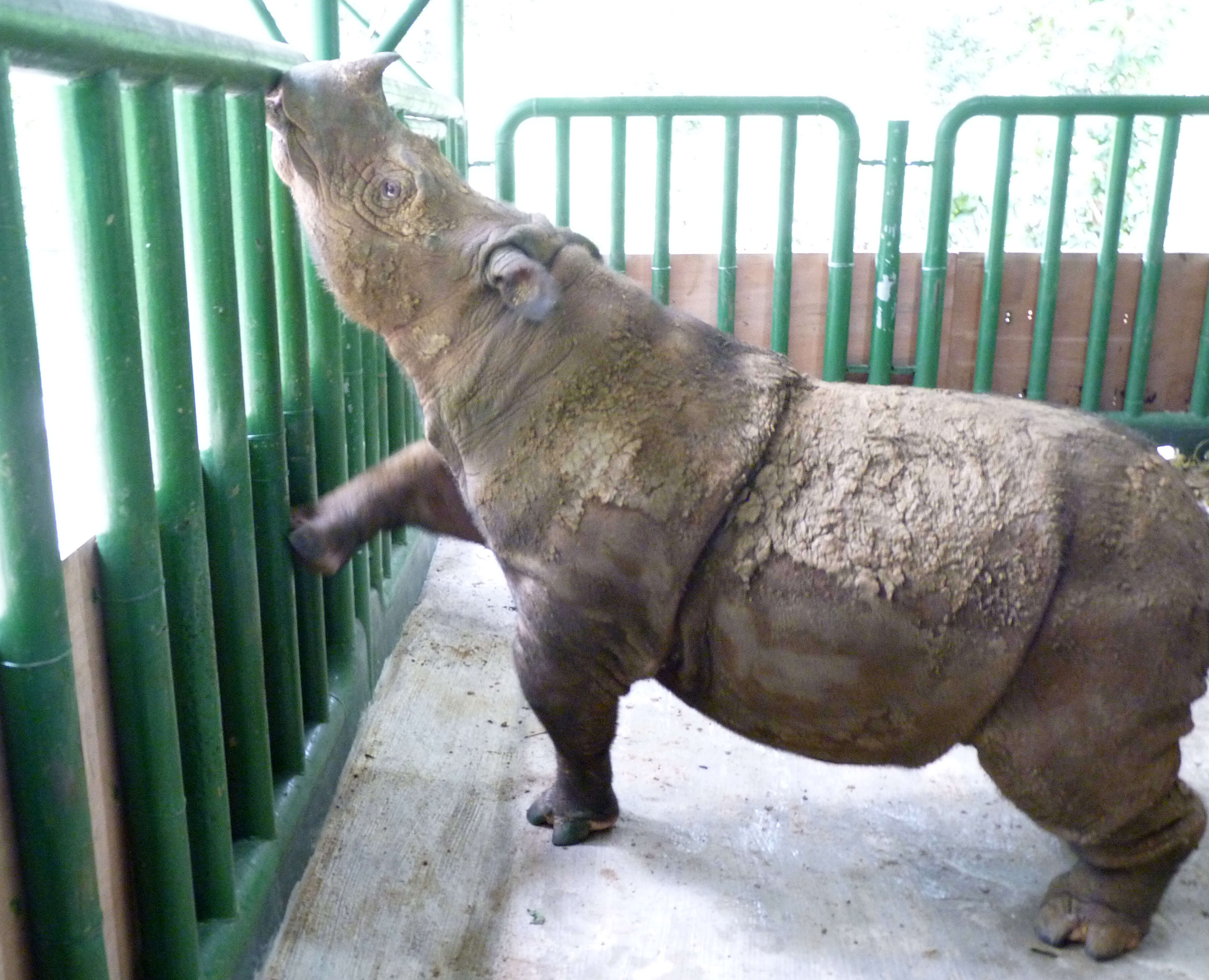 Image of Sumatran Rhinoceros