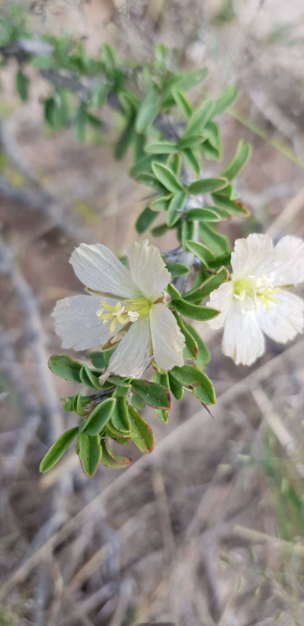 Image of Monsonia salmoniflora (Moffett) F. Albers