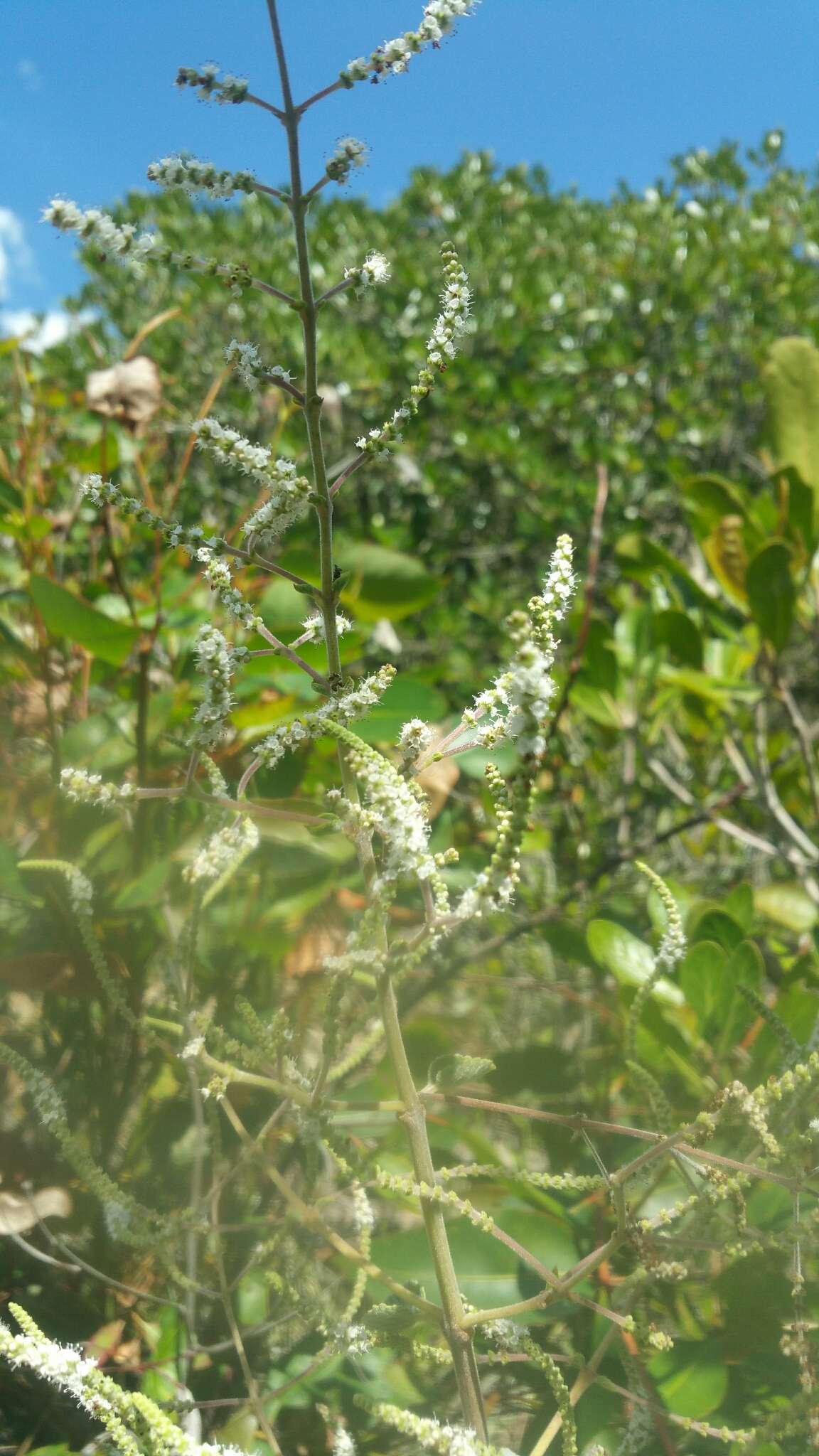 Image of Tetradenia goudotii Briq.