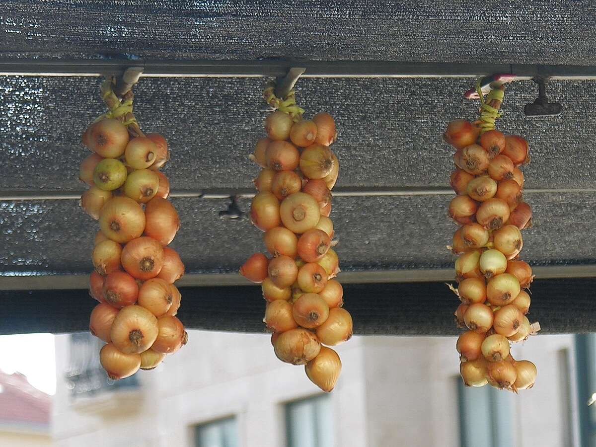 Image of garden onion