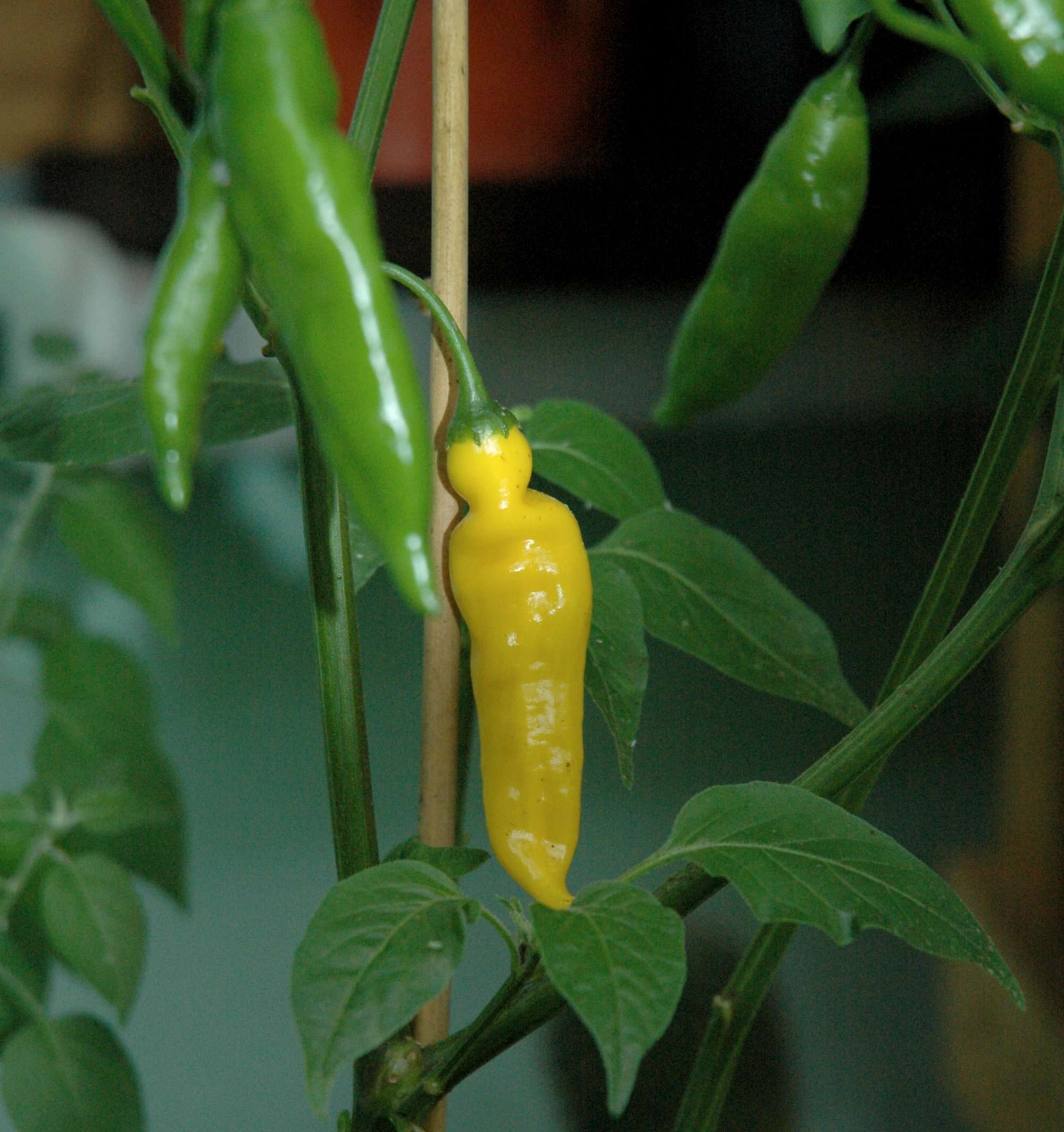 Image of Aji