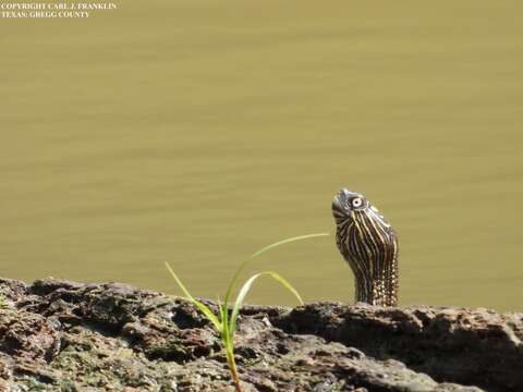 Image of Sabine map turtle