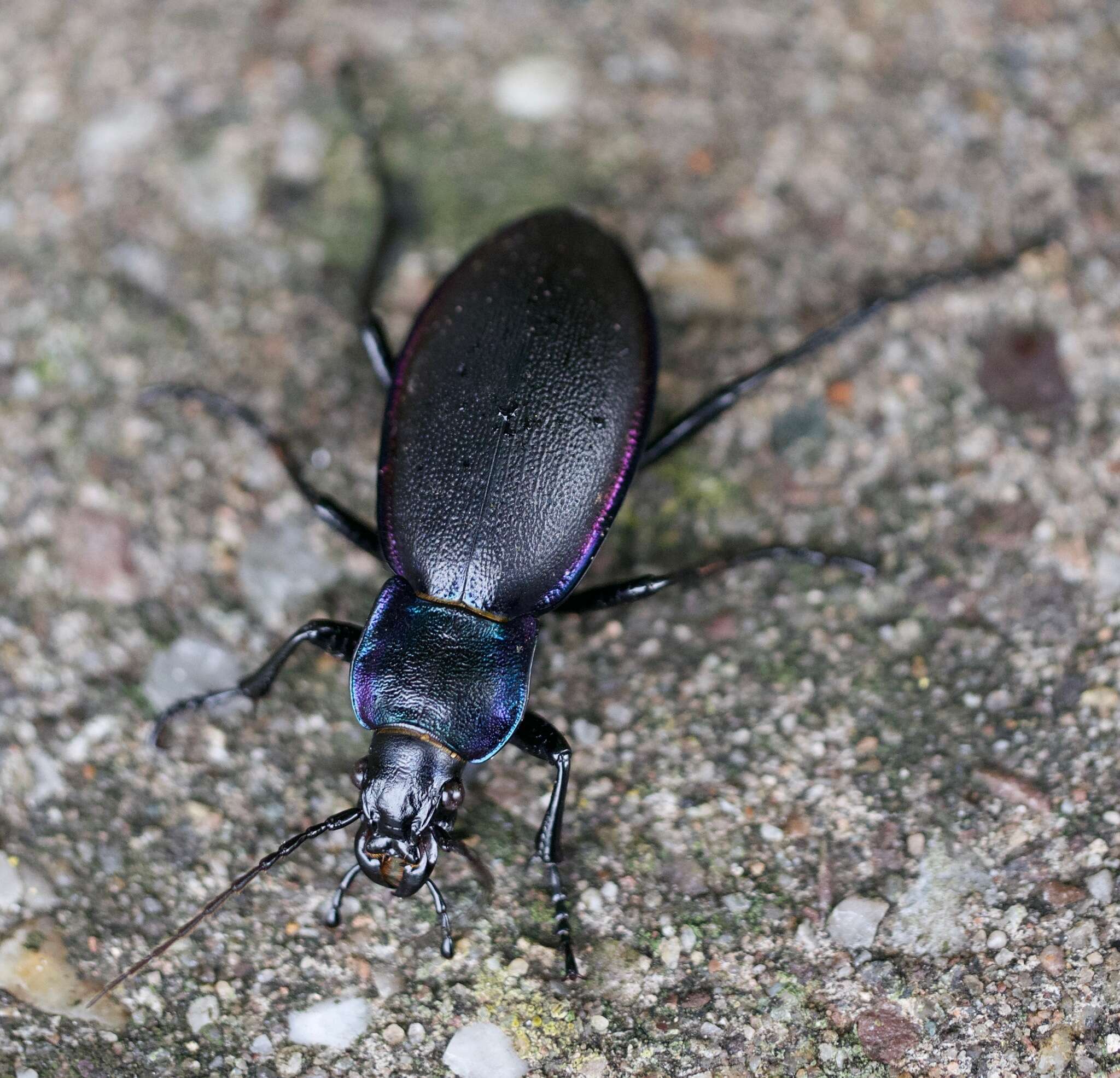 Image of Violet Ground Beetle