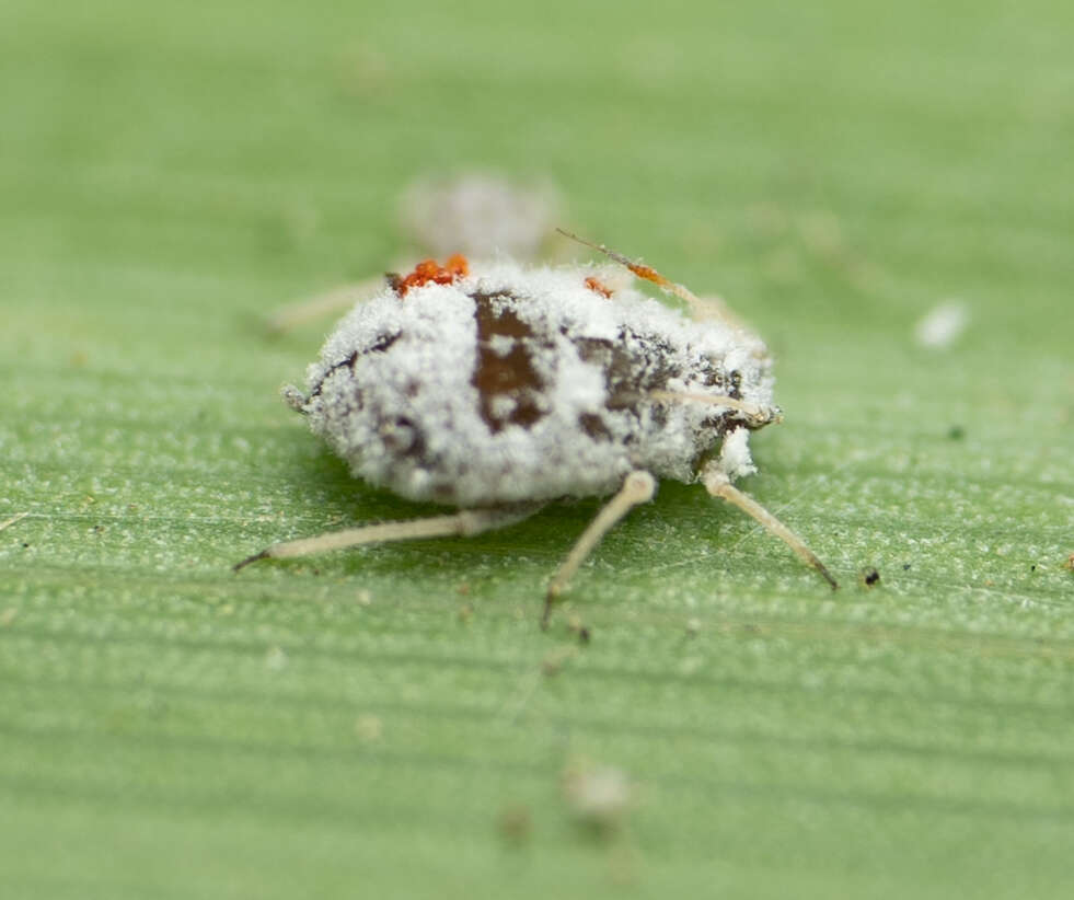 Image de Melanaphis donacis (Passerini 1861)