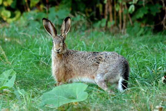 Image of brown hare, european hare