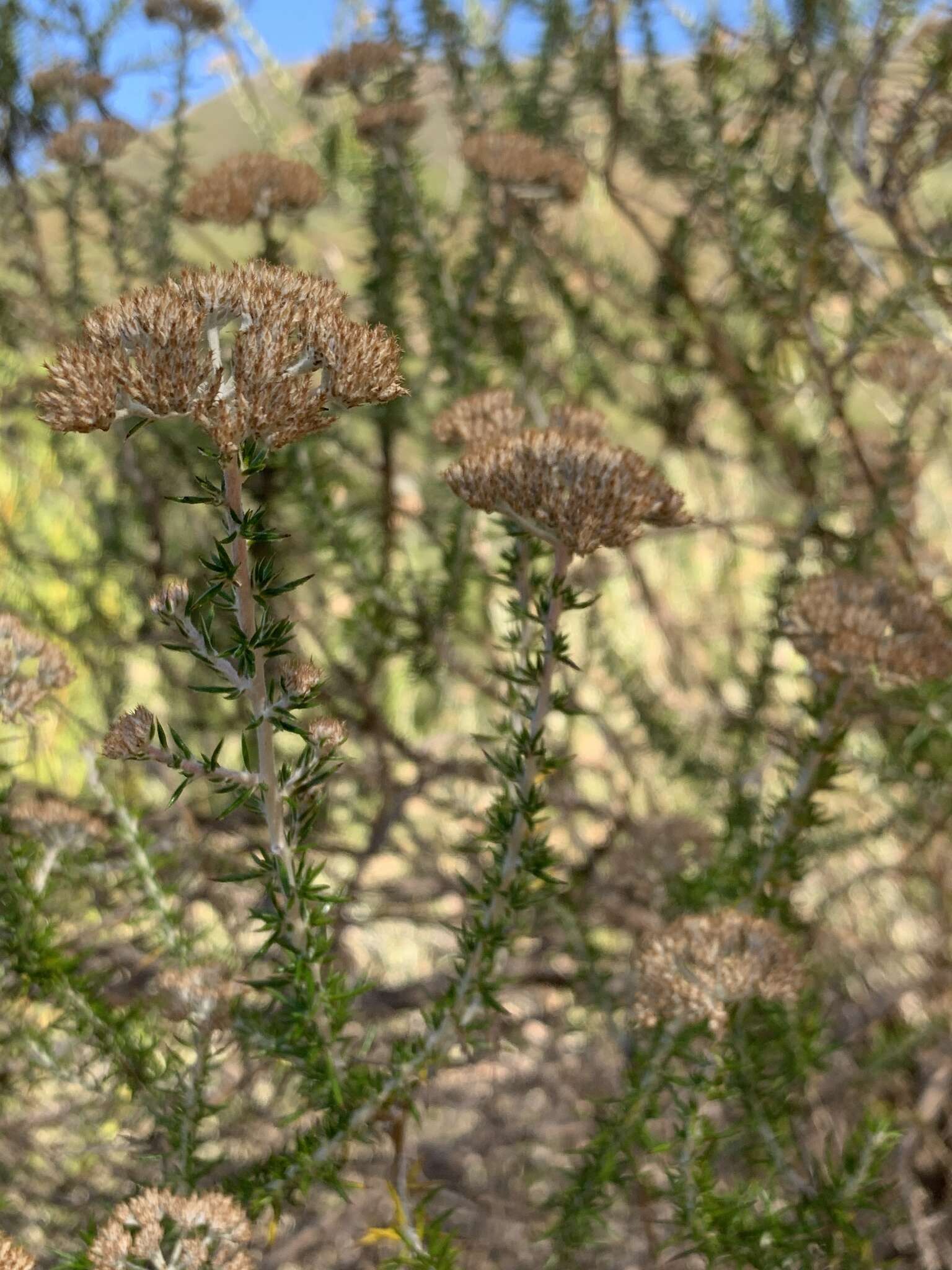 Image of Resin Flowerbush