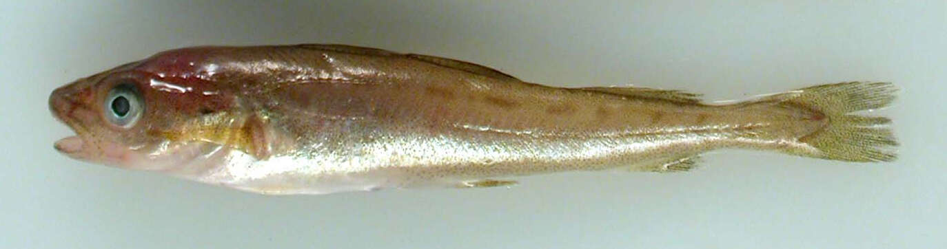 Image of Saffron cod