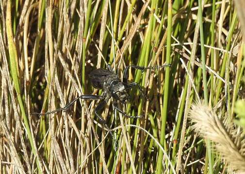 Prionyx atratus (Lepeletier de Saint Fargeau 1845)的圖片