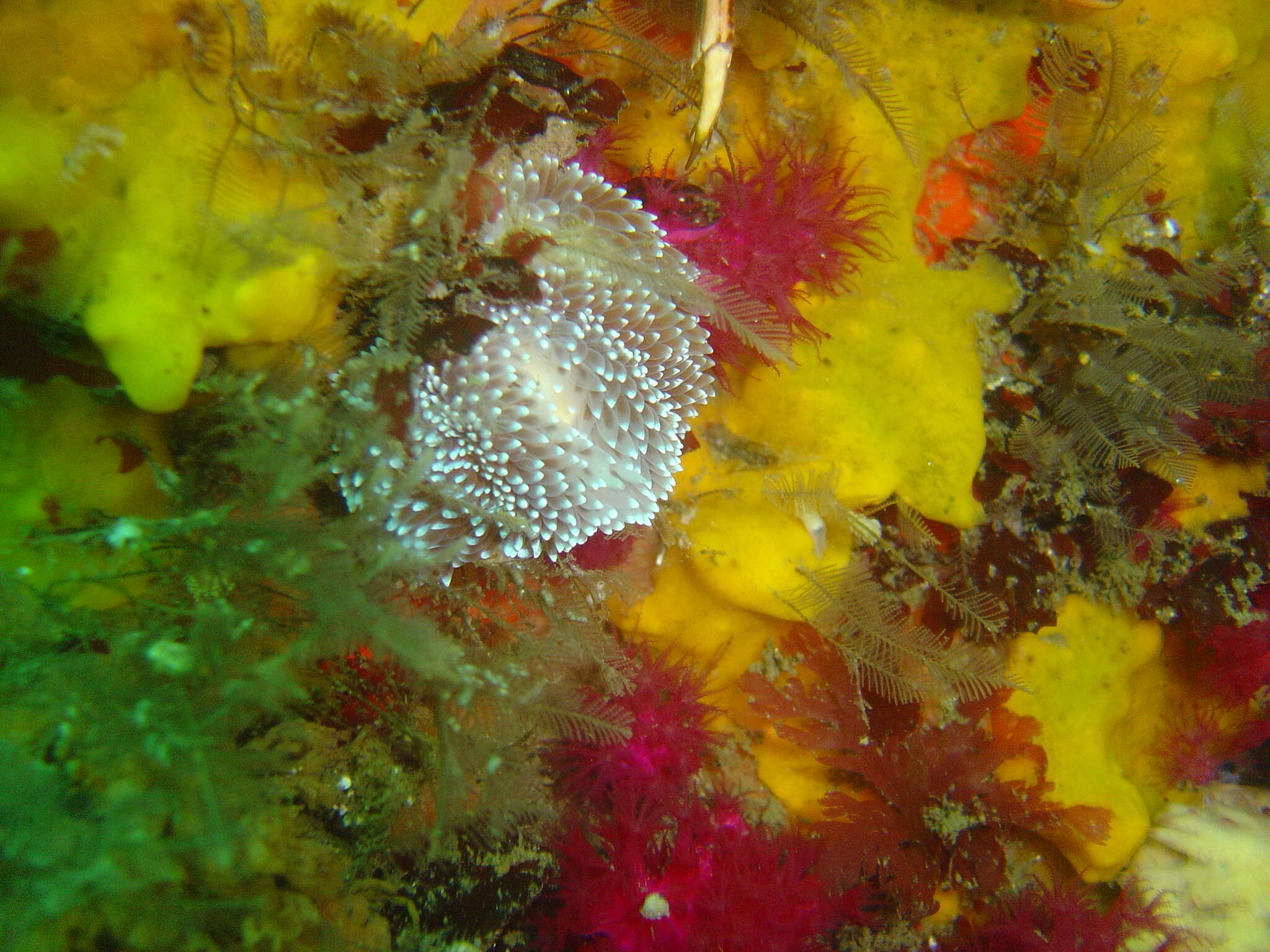 Image of Cape silvertip nudibranch