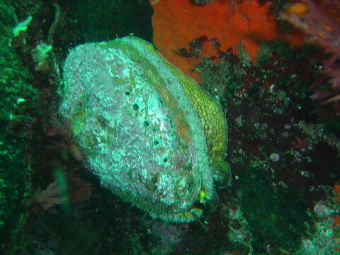 Image of Midas Ear Abalone