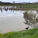 Image of Australasian Swamphen