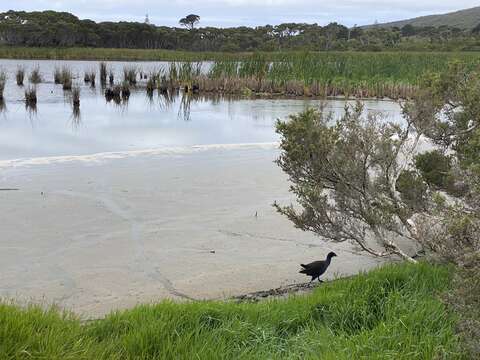 Image of Australasian Swamphen