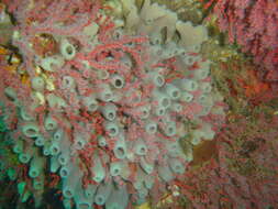 Image of Turret sponge