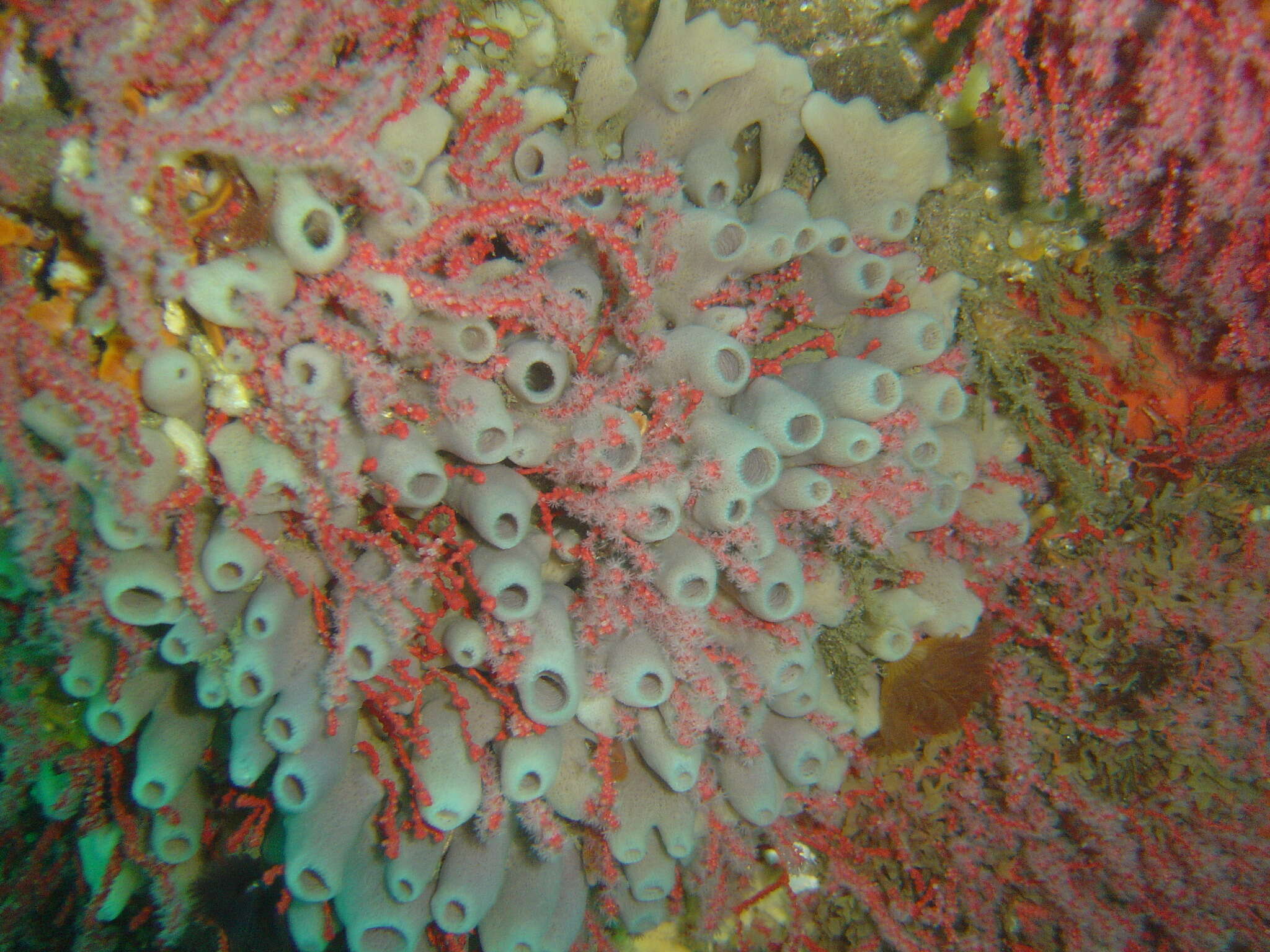 Image of Turret sponge