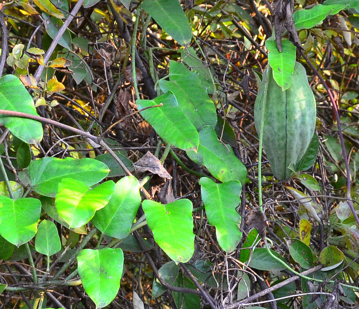 Image of white bladderflower