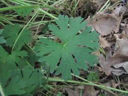 Image of Geranium albanum M. Bieb.