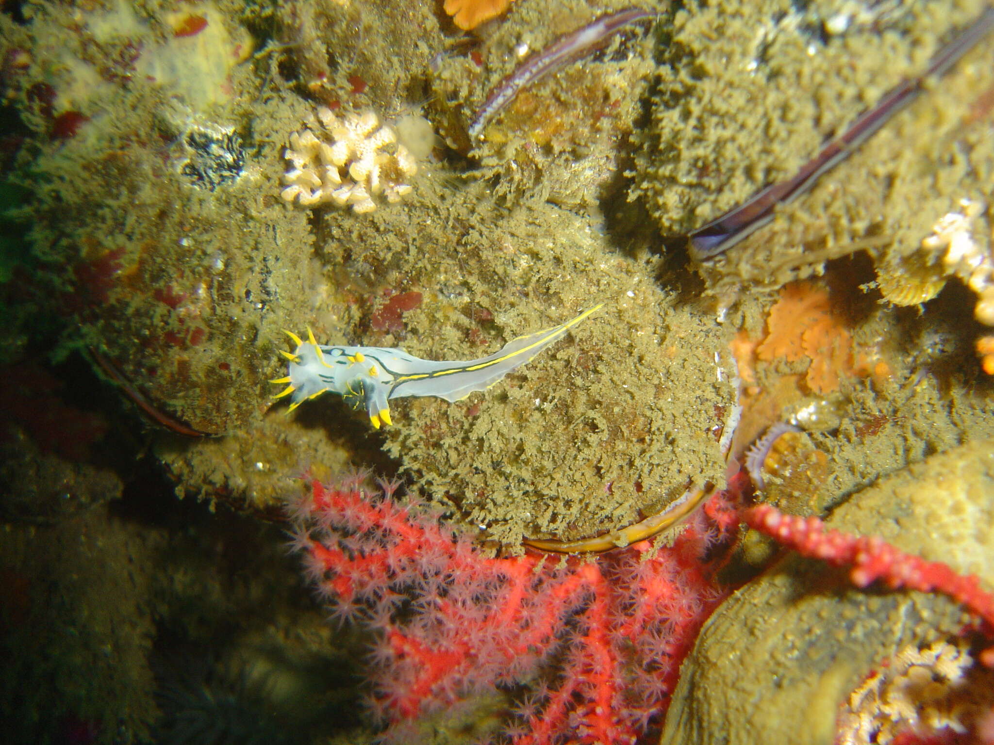 Image of Crowned nudibranch