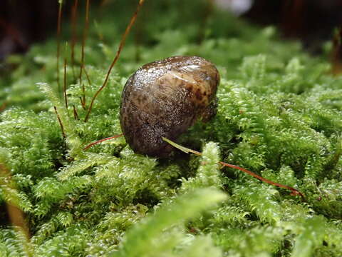 Image of Insulivitrina lamarckii (A. Férussac 1821)