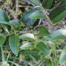 صورة Smilax maritima Feay ex Alph. Wood