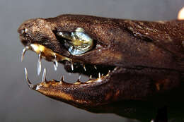 Image of Viper Dogfish