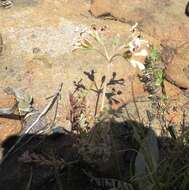 Image of Pelargonium trifoliolatum (Eckl. & Zeyh.) Steud.