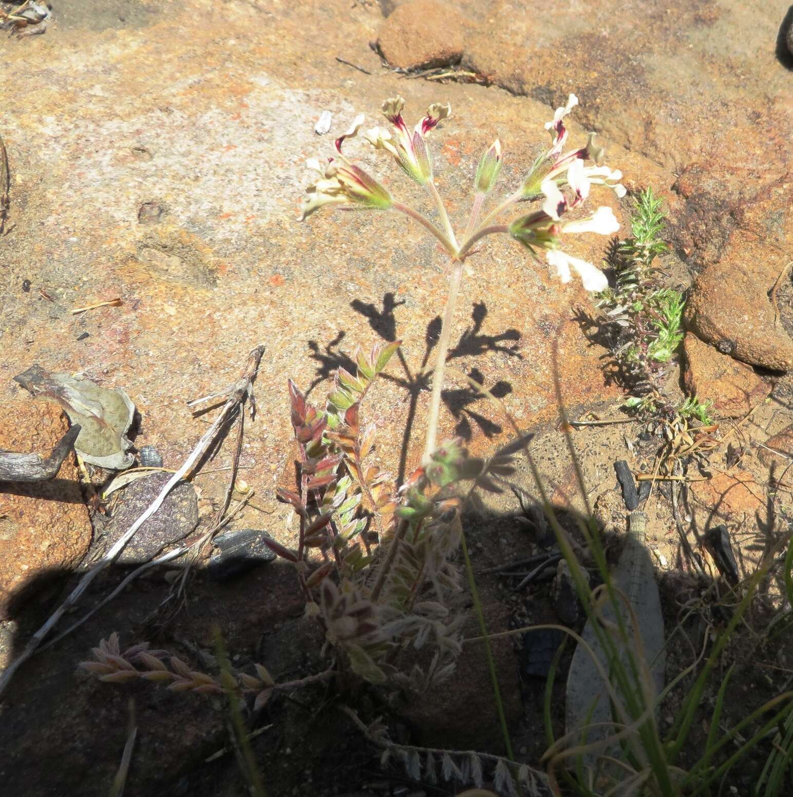 Image of Pelargonium trifoliolatum (Eckl. & Zeyh.) Steud.