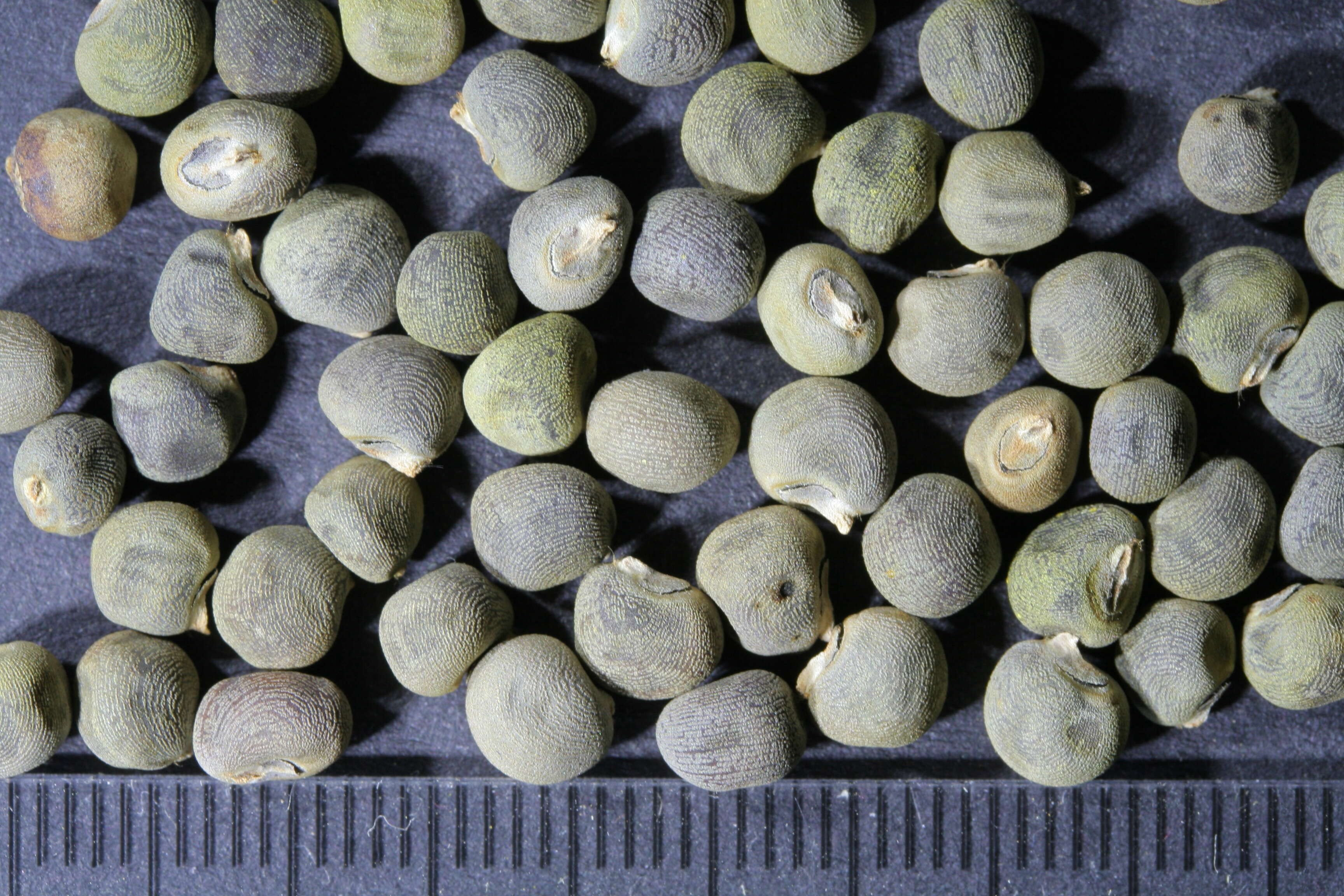 Image of okra