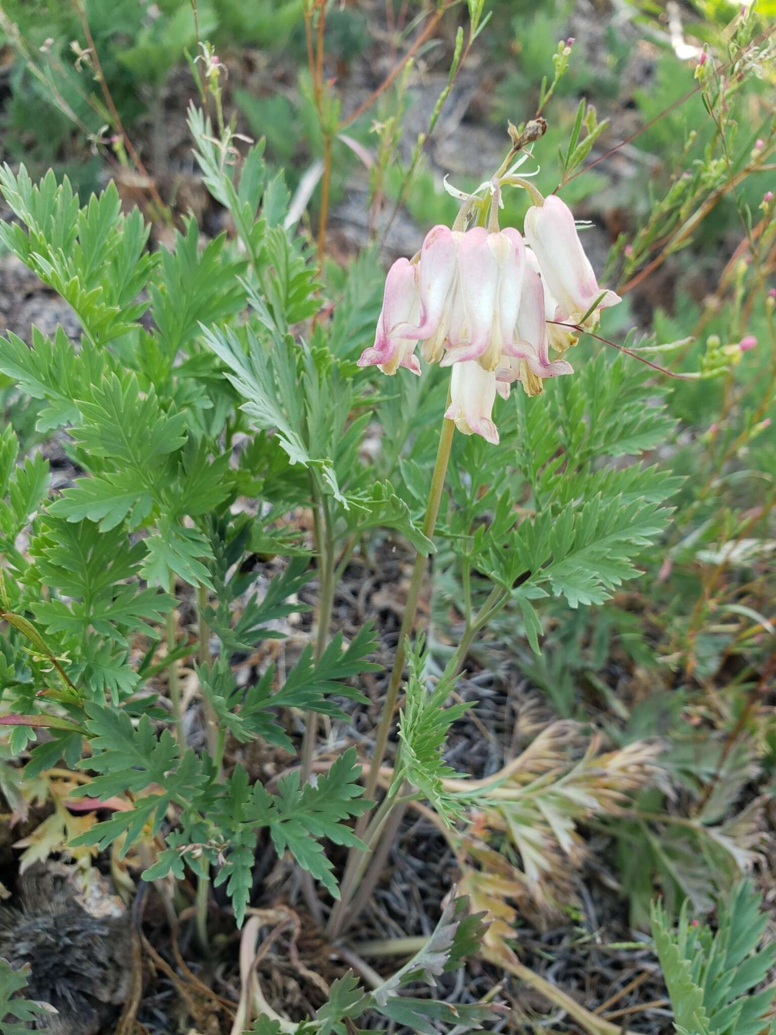 Image of Sierra bleeding heart