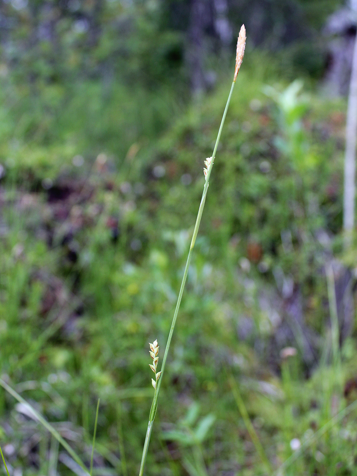 Carex vaginata (rights holder: )