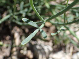 Plancia ëd Coronilla juncea L.