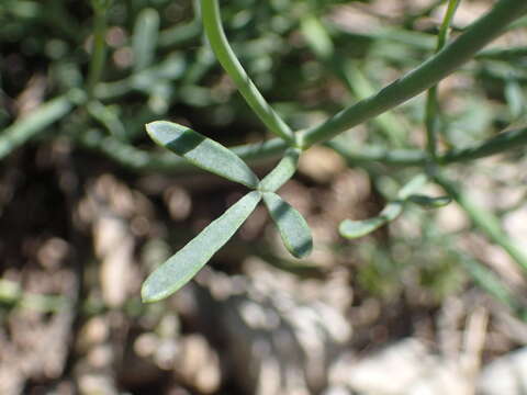 Image of Coronilla juncea L.