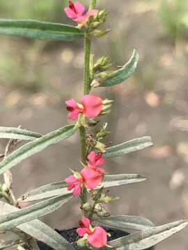 Image of Indigofera linifolia (L. fil.) Retz.