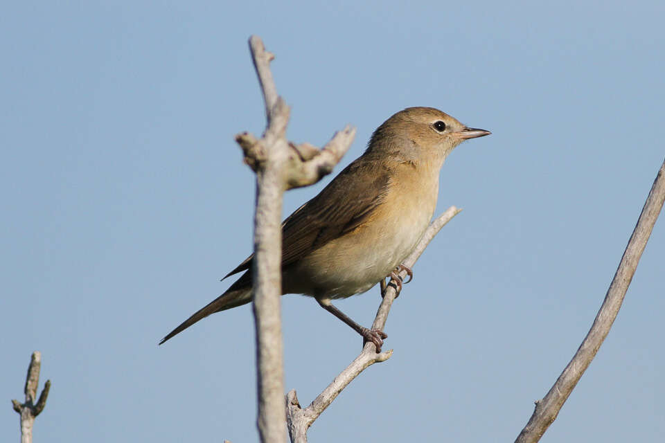 Image of Garden Warbler