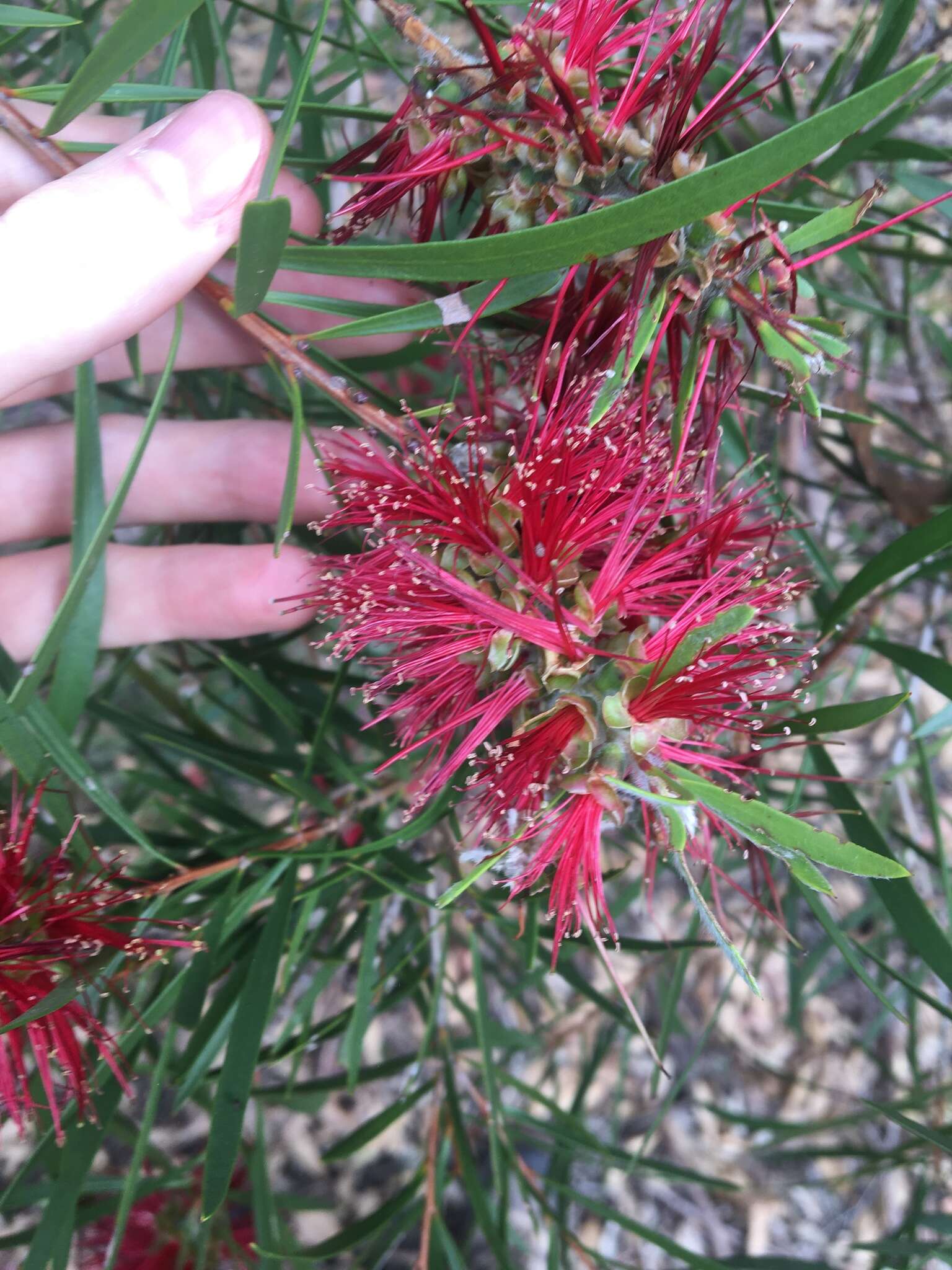 Sivun Callistemon linearifolius (Link) DC. kuva