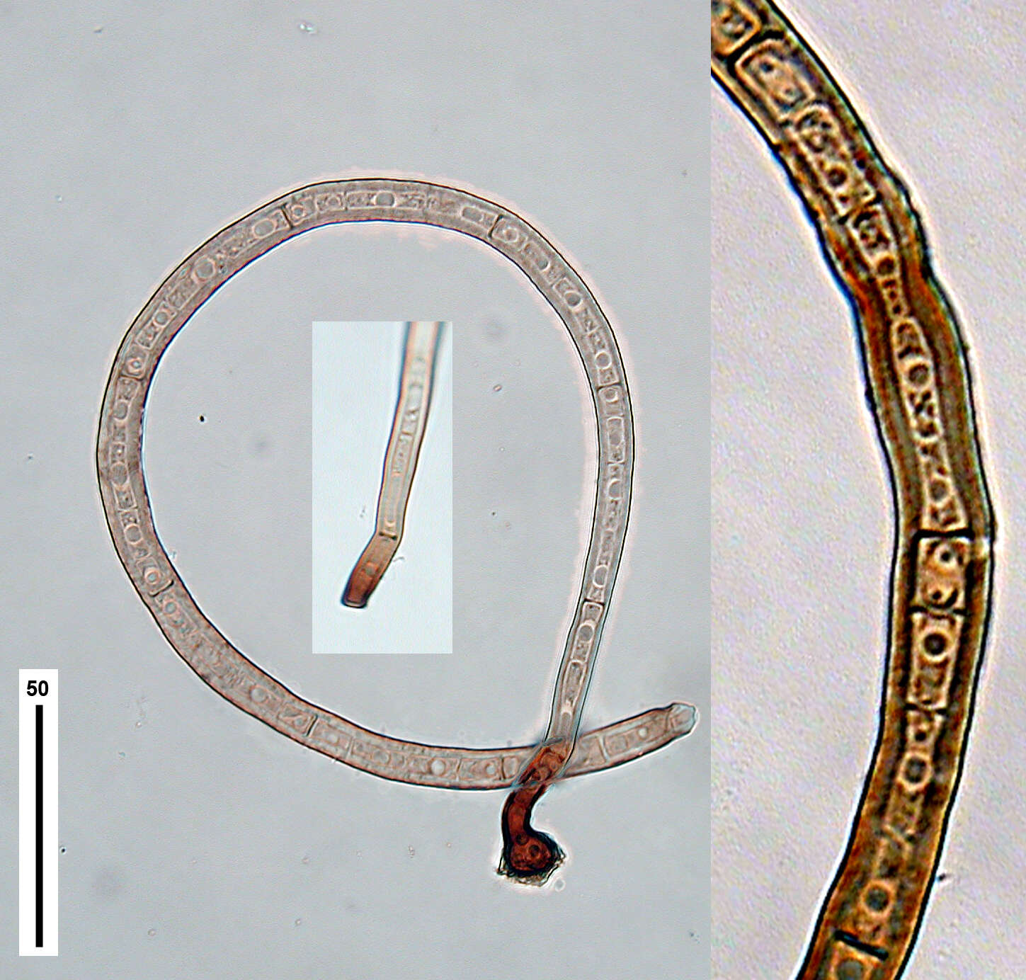 Image of Inesiosporium mauiense (B. Sutton & Hodges) R. F. Castañeda & W. Gams 1997