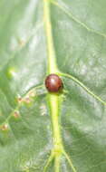 Image of Nanokermes folium Bullington & Kosztarab 1985