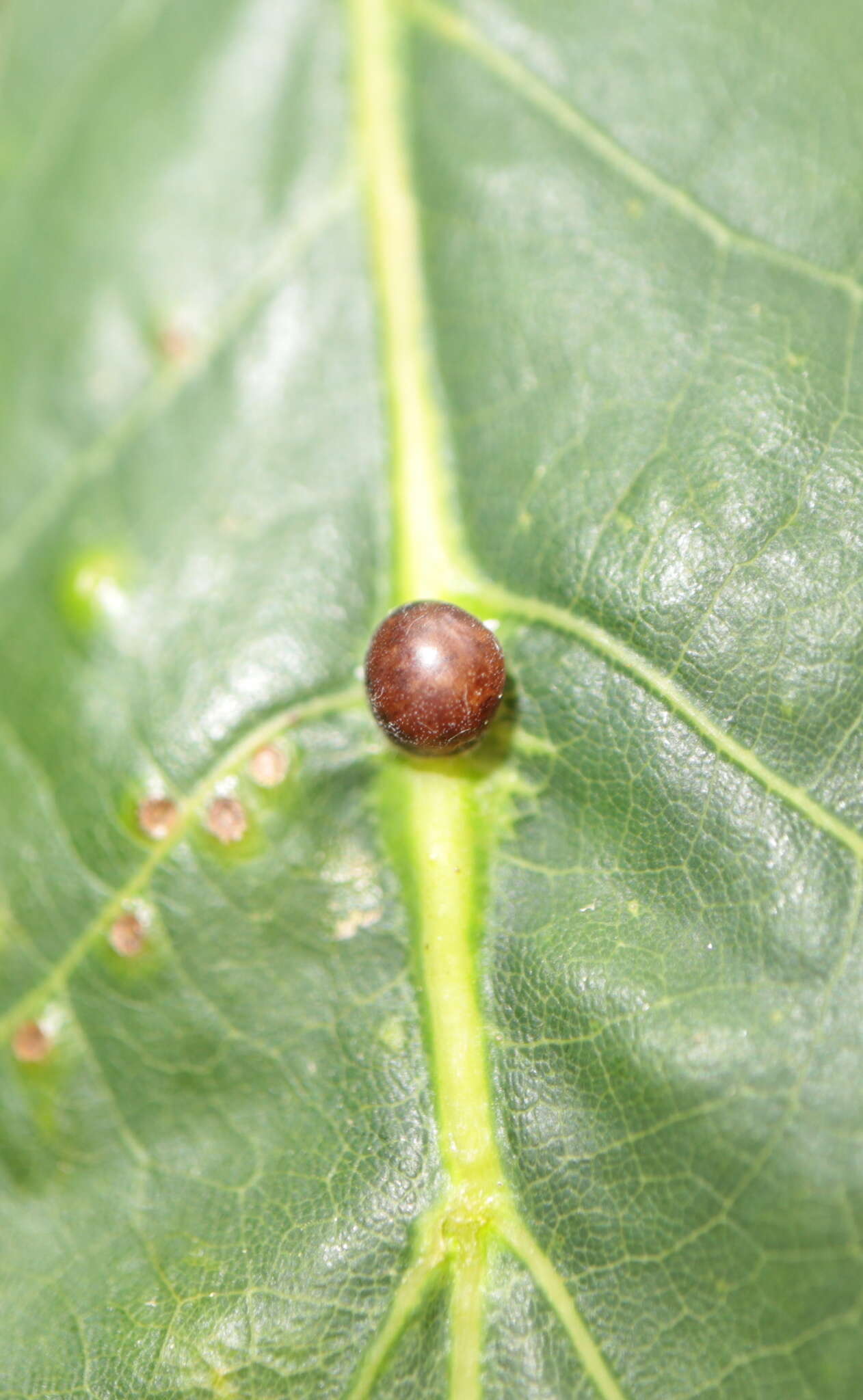 Image of Leaf Kermes
