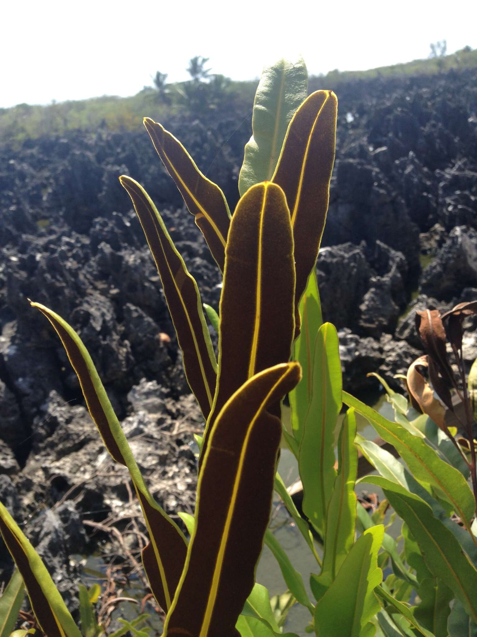 Image of Golden Leather Fern