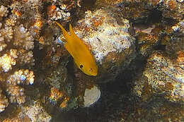 Image of Sulfur damsel