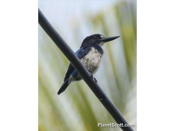 Image of Blue-and-white Kingfisher