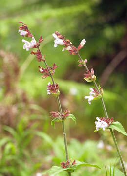 Imagem de Salvia officinalis L.