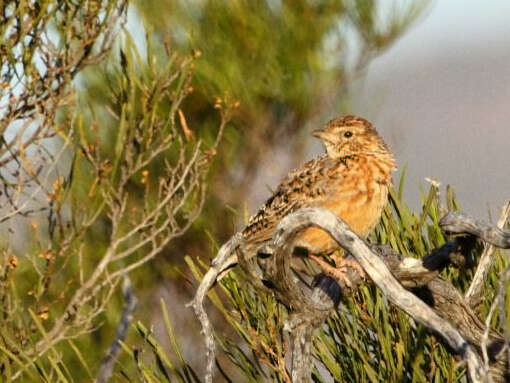 Image of Cape Clapper Lark