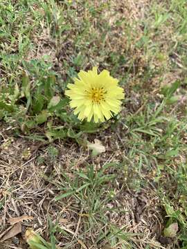 Image of tuberous desert-chicory