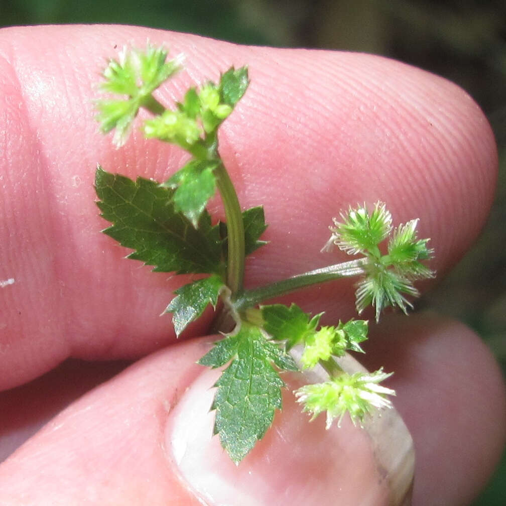 Imagem de Sanicula canadensis L.