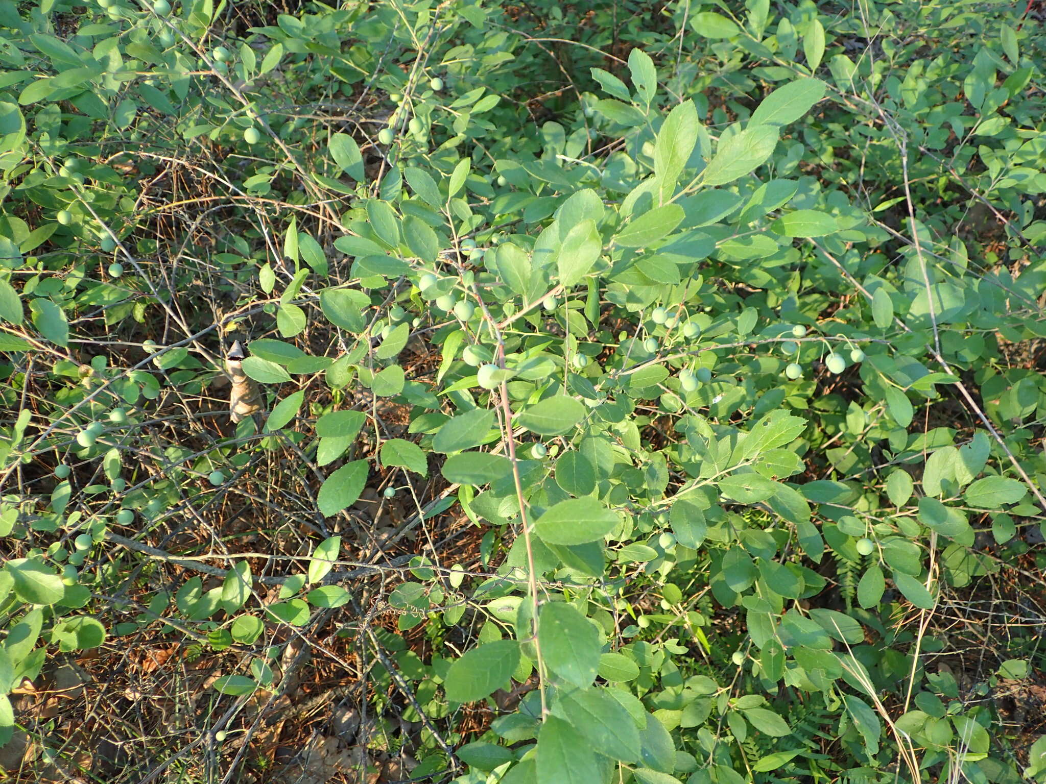 Imagem de Prunus gracilis Engelm. & Gray