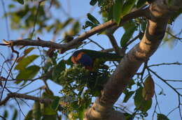 Image of Red-collared Lorikeet