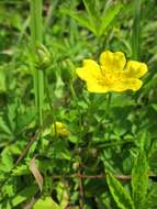 Imagem de Potentilla reptans L.