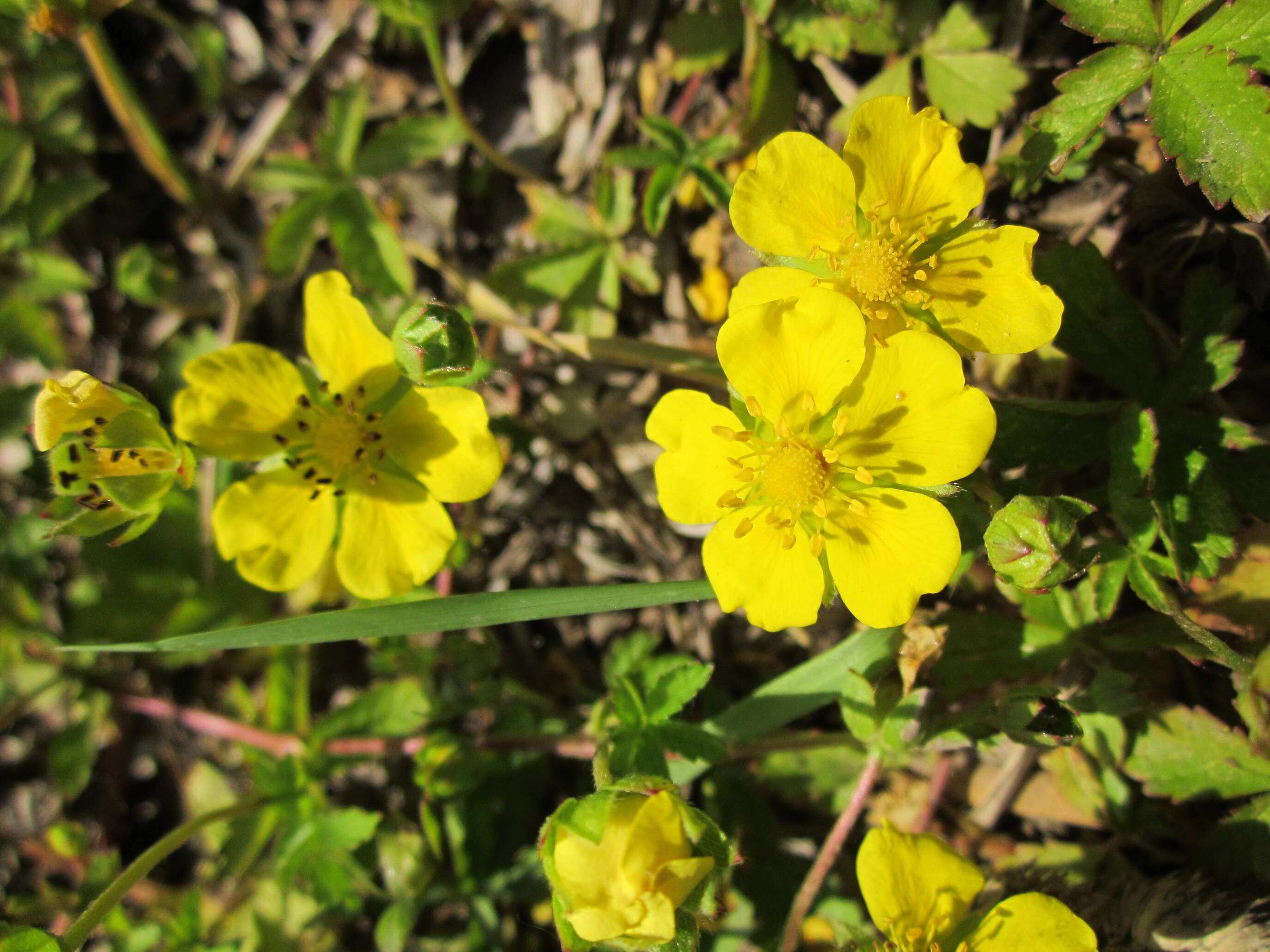 Imagem de Potentilla reptans L.